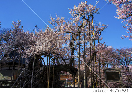 神代桜 神代桜 40755921