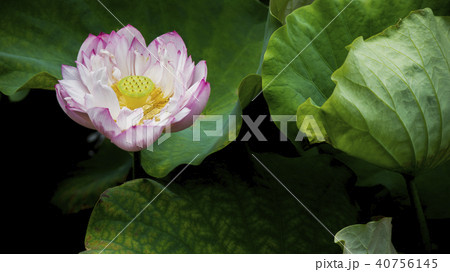 植物園 植物公園 自然 40756145