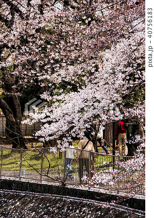 桜 桜 40756183