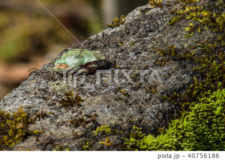 ニホンアマガエル 40756186
