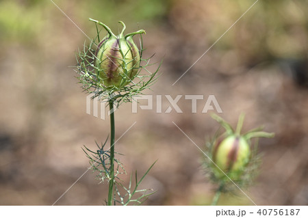 クロタネソウ（黒種草）の果実 40756187