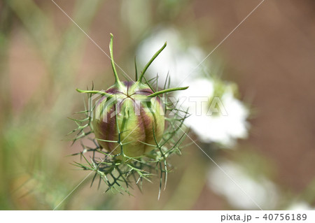 クロタネソウ(黒種草)の果実 クロタネソウ(黒種草)の果実 40756189