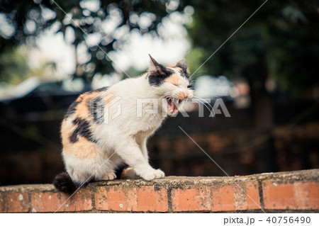 台湾 台中市 台中 40756490