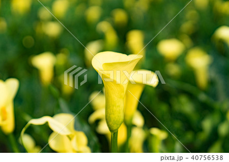 台湾 台中市 台中 40756538