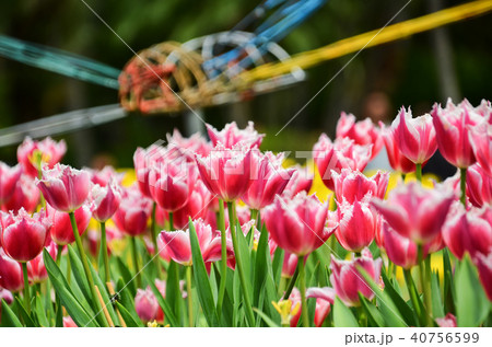 チューリップ ﾁｭｰﾘｯﾌﾟ 花 40756599