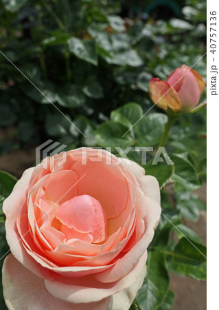 サーモンピンクが美しいバラ サーモンピンクが美しいバラ 40757136