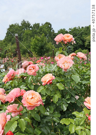 サーモンピンクが美しいバラ 40757138