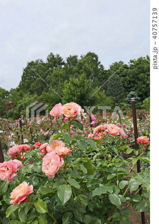 サーモンピンクが美しいバラ 40757139