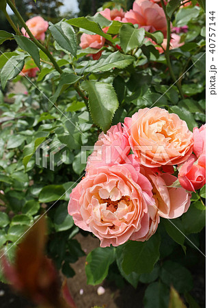 サーモンピンクが美しいバラ サーモンピンクが美しいバラ 40757144