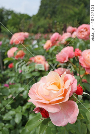 サーモンピンクが美しいバラ サーモンピンクが美しいバラ 40757151