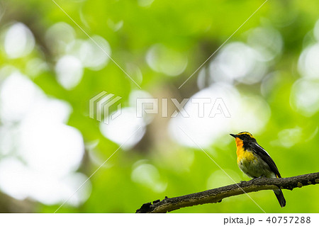 枝に止まるキビタキ 40757288