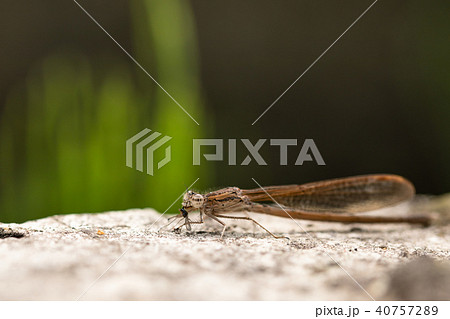 虫を食べるオツネントンボ 40757289