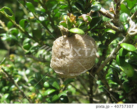 カマキリ 40757307