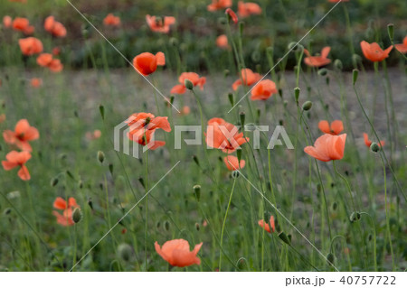 ナガミヒナゲシ群生 ナガミヒナゲシ群生 40757722