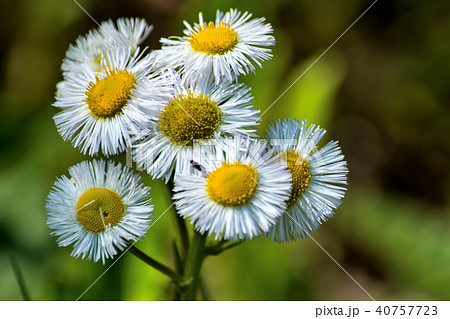 ヒメジョオンの開花 40757723