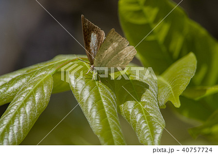 越冬蝶 越冬蝶 40757724