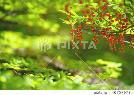 木漏れ日とベニドウダン 木漏れ日とベニドウダン 40757973