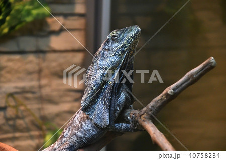 Frilled lizard (LAT. Chlamydosaurus kingii) Frilled lizard (LAT. Chlamydosaurus kingii) 40758234