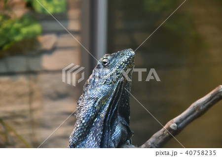 Frilled lizard (LAT. Chlamydosaurus kingii) Frilled lizard (LAT. Chlamydosaurus kingii) 40758235