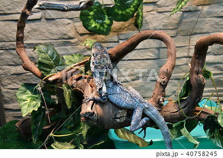Frilled lizard (LAT. Chlamydosaurus kingii) Frilled lizard (LAT. Chlamydosaurus kingii) 40758245