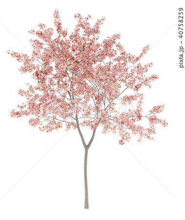 flowering peach tree isolated on white background flowering peach tree isolated on white background 40758259
