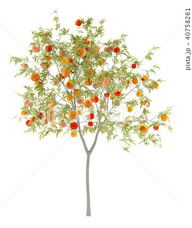 peach tree with peaches isolated on white peach tree with peaches isolated on white 40758261