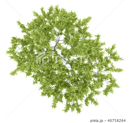 top view of peach tree isolated on white  40758264