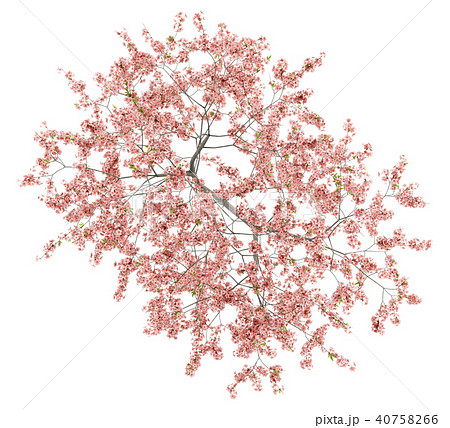 top view of flowering peach tree isolated on white 40758266