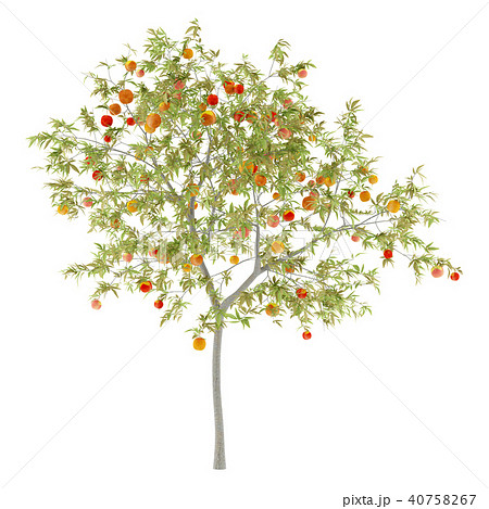 Peach Tree With Peaches Isolated On White Stock Illustration