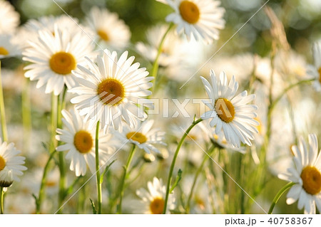 Daisies in the meadow in the morning 40758367