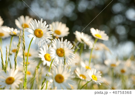 Daisies in the meadow in the morning 40758368