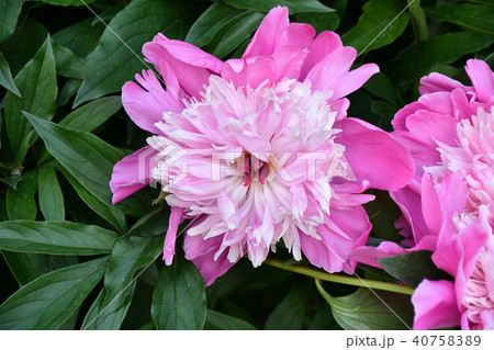 Light pink Peony Light pink Peony 40758389