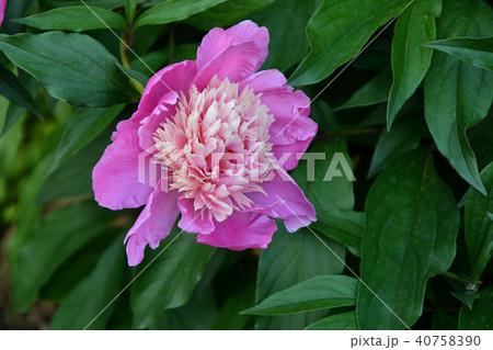 Light pink Peony Light pink Peony 40758390