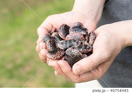 花豆 べにばないんげん 花豆 べにばないんげん 40758485