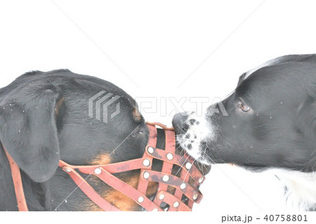 Rottweiler and a Spaniel for a walk 40758801