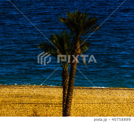 beautiful spreading palm tree on the beach beautiful spreading palm tree on the beach 40758899