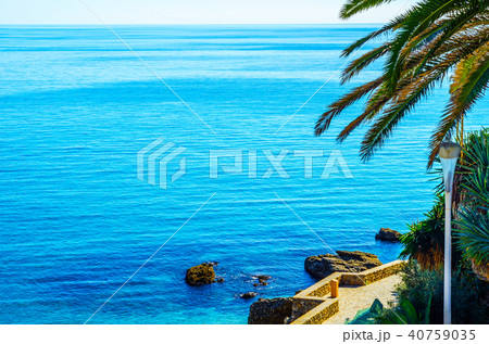 beautiful spreading palm tree on the beach beautiful spreading palm tree on the beach 40759035