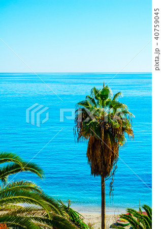 beautiful spreading palm tree on the beach beautiful spreading palm tree on the beach 40759045
