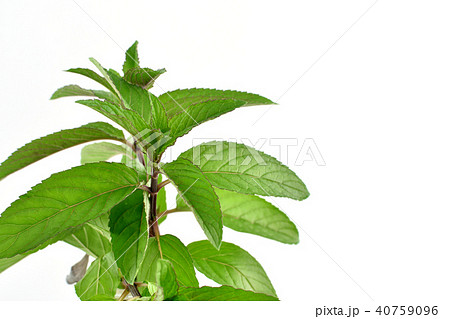 ニホンハッカ ニホンハッカ 40759096