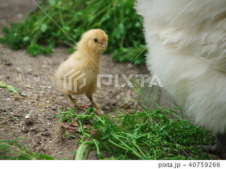 烏骨鶏の雛の写真素材