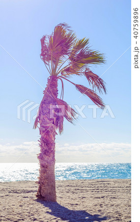 beautiful spreading palm tree on the beach beautiful spreading palm tree on the beach 40759896
