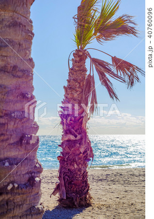 beautiful spreading palm tree on the beach beautiful spreading palm tree on the beach 40760096
