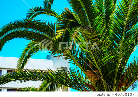 beautiful spreading palm tree on the beach beautiful spreading palm tree on the beach 40760107