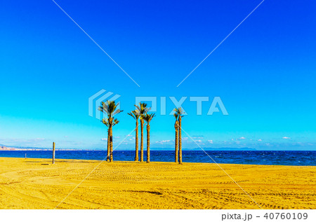beautiful spreading palm tree on the beach beautiful spreading palm tree on the beach 40760109