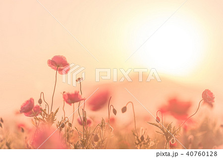 小貝川ふれあい公園　ポピー畑と筑波山 40760128