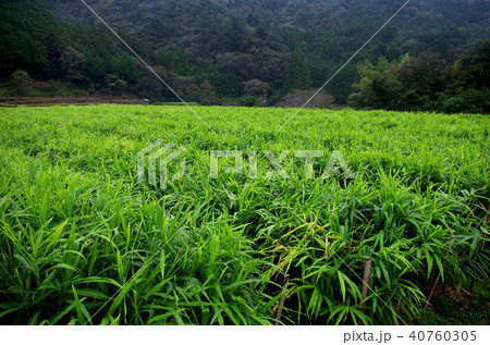 高知県四万十町の生姜畑(2016年10月19日撮影) 高知県四万十町の生姜畑(2016年10月19日撮影) 40760305