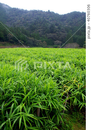 高知県四万十町の生姜畑(2016年10月19日撮影) 40760306