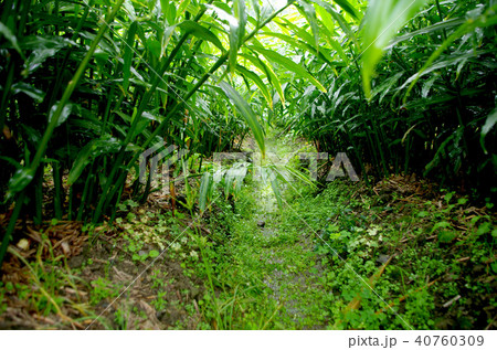 高知県四万十町の生姜畑(2016年10月19日撮影) 40760309
