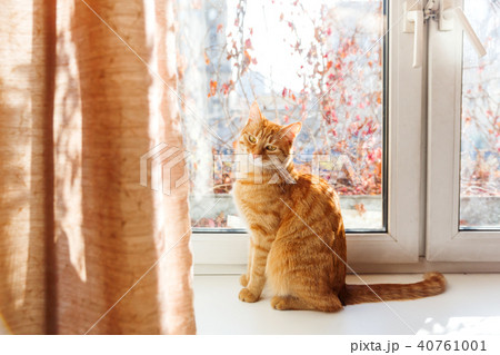 Cute ginger cat sitting on window sill. Cozy home 40761001