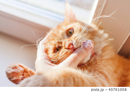 Cute ginger cat biting human hand. Playful pet 40761008